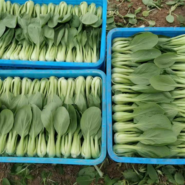 长年供应上海青