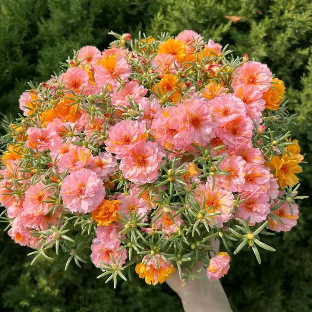 八月玲儿《拒绝私聊》