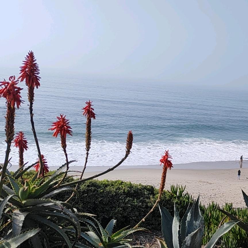 洛杉矶的橘子🍊