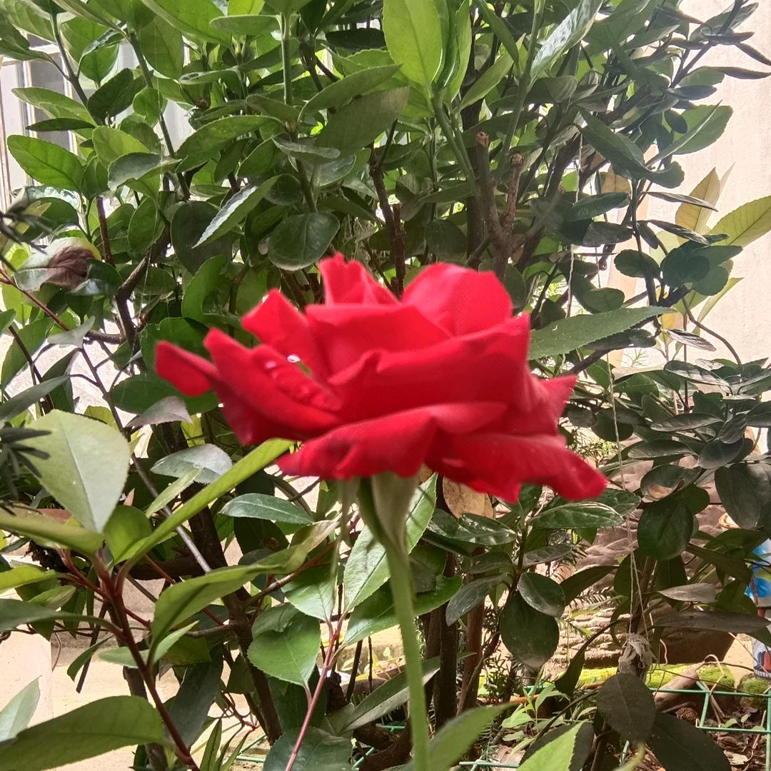 @刘哥