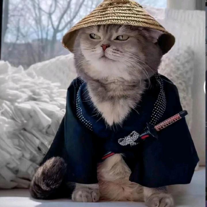 吖！还是那只猫呀～