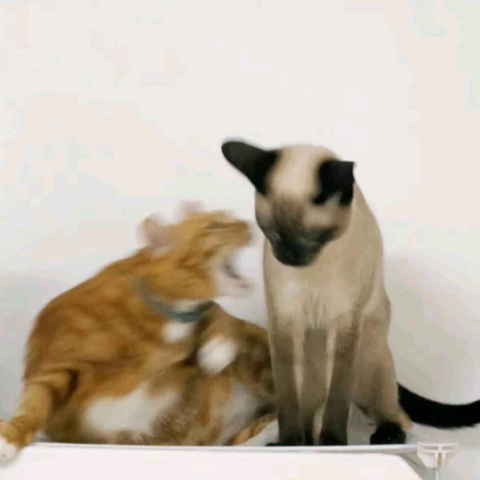 柯柯