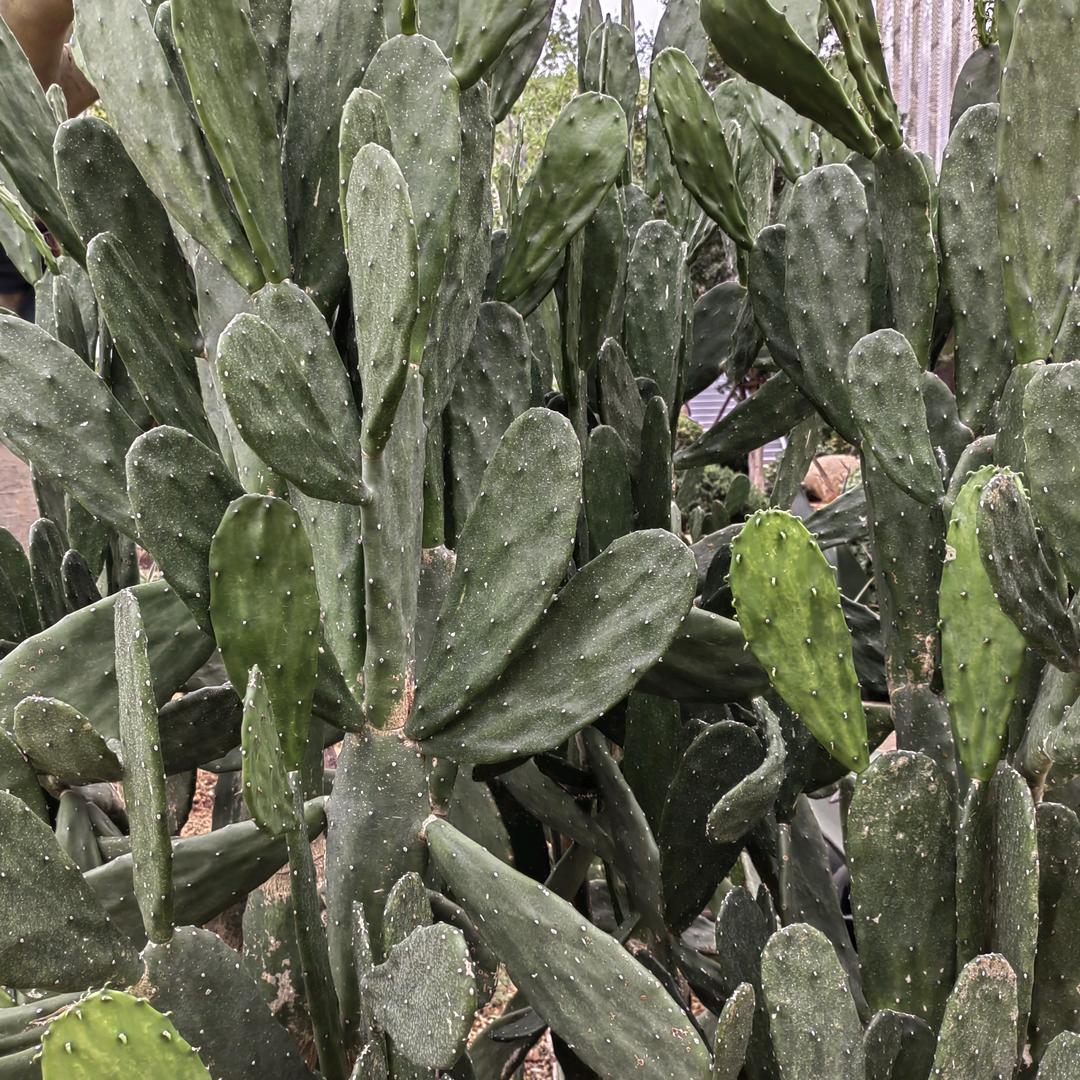 珍玲