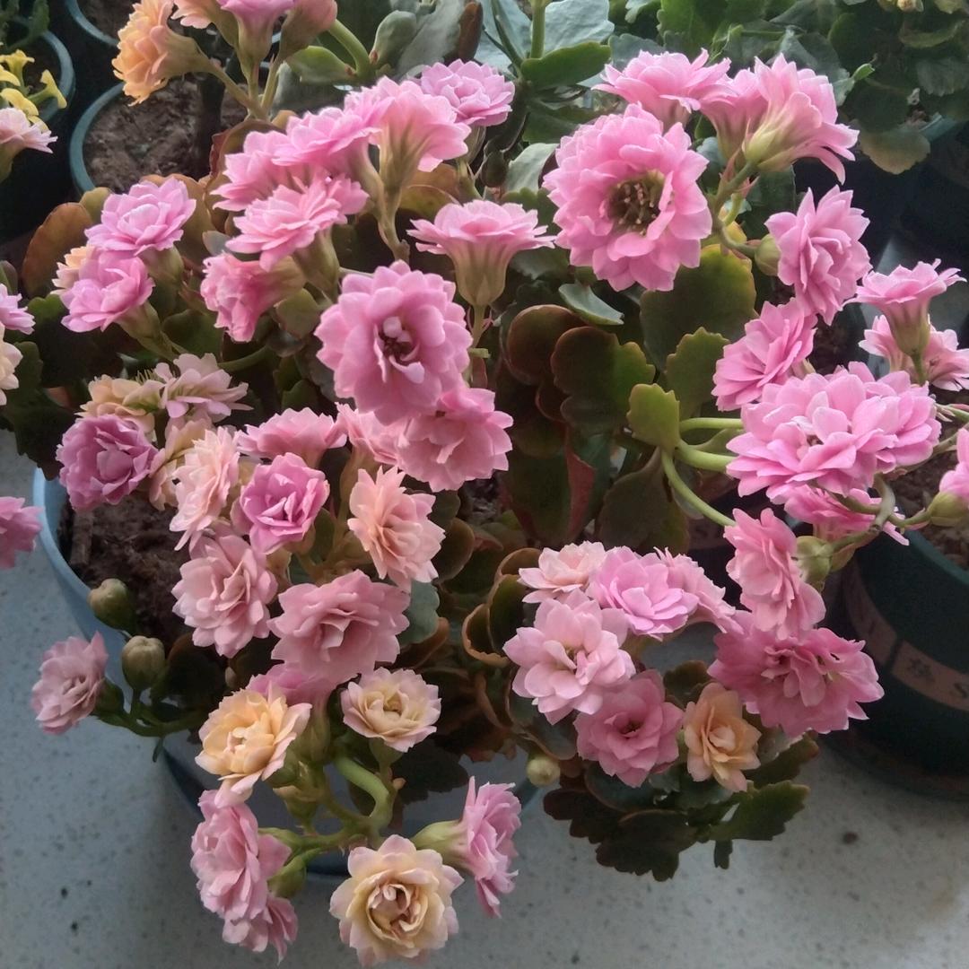 我有两个皮夹克