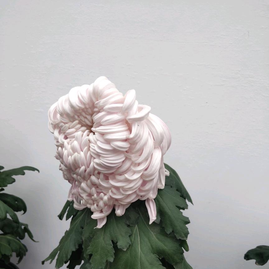 刘宁