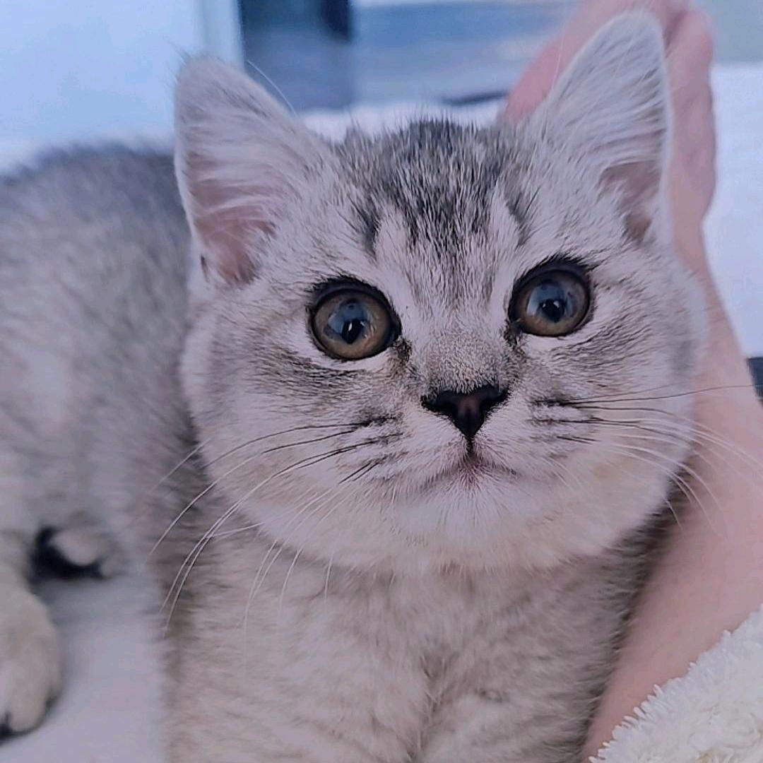 泉哥家的猫叫皮皮