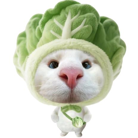 不吃饼干的猫