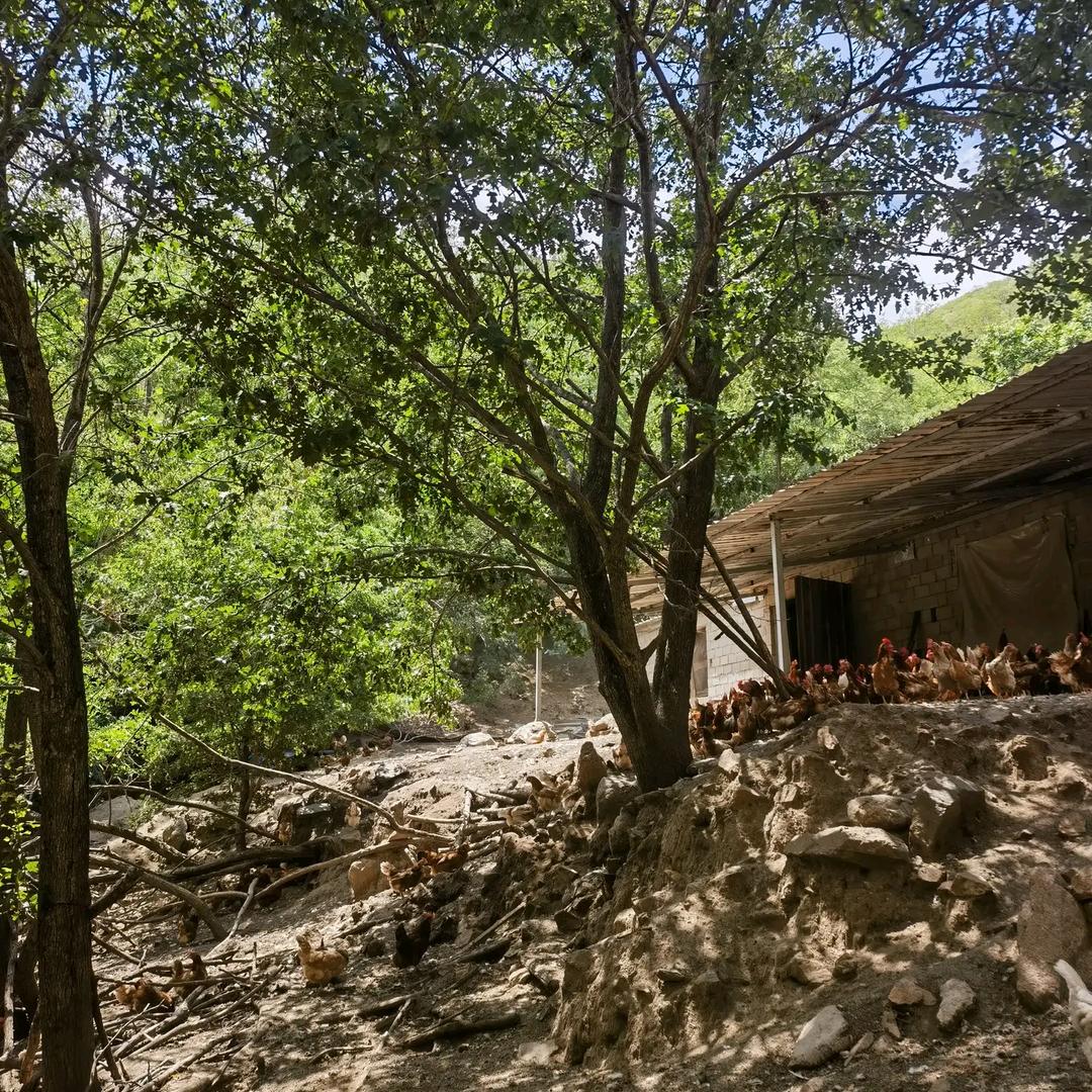 铂鼎鼎散养土鸡蛋福利社
