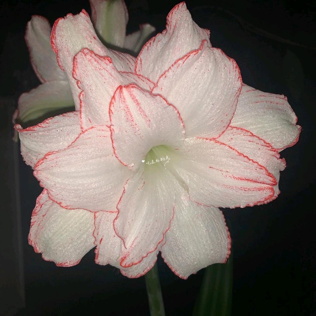 花农80后峰哥🌺