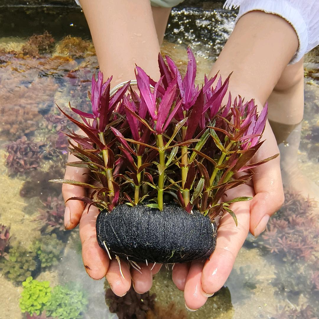 广州水草种植基地