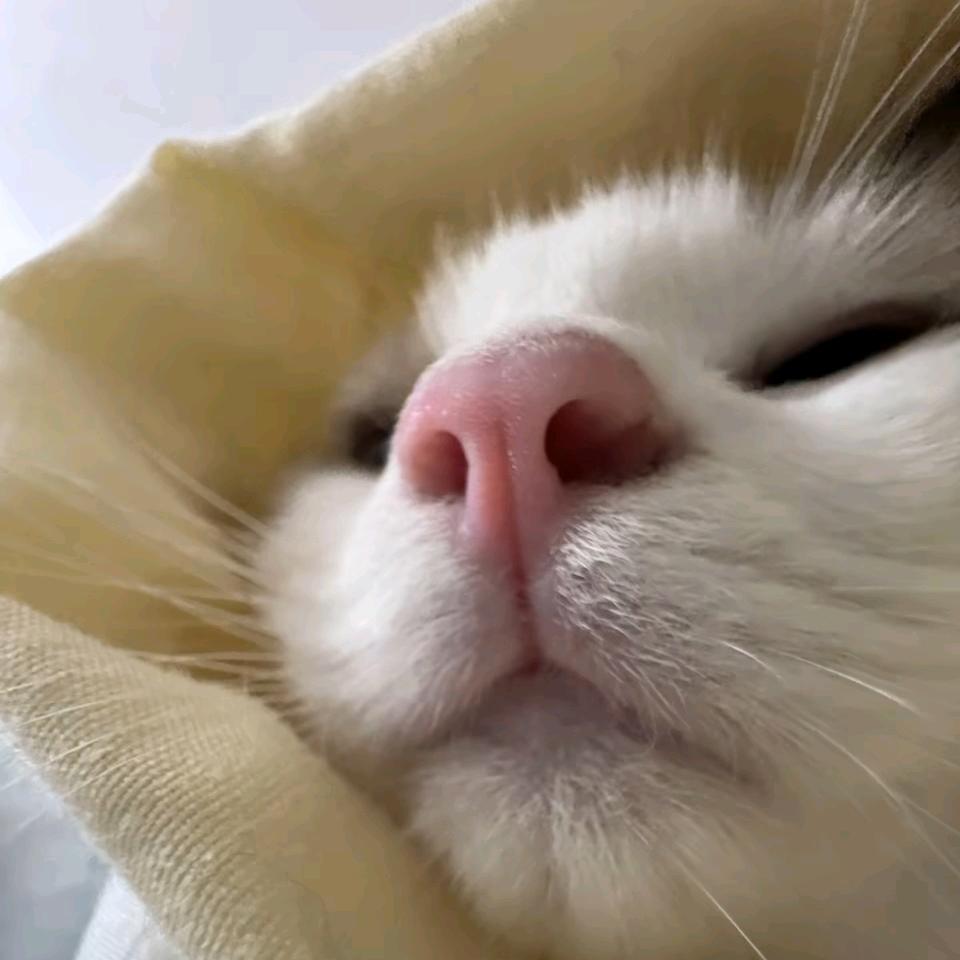 妮好