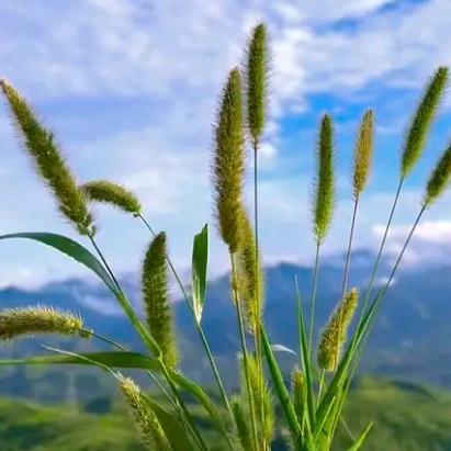 🍓静静❤️🇨🇳