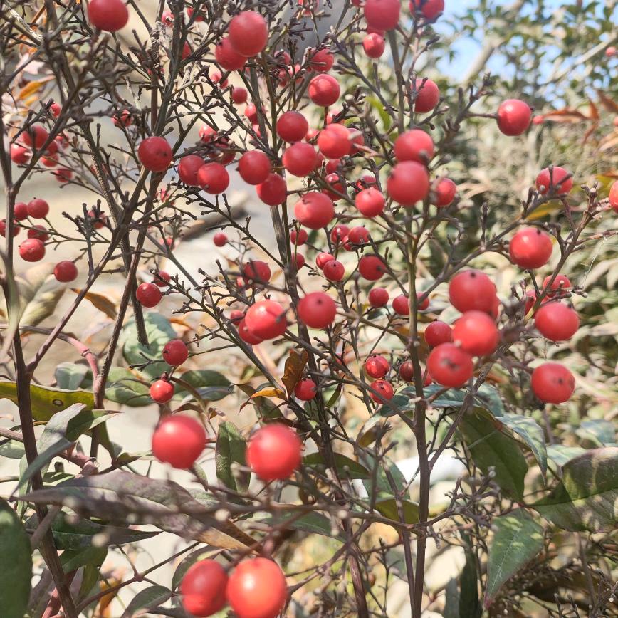 用户7385066977187苗