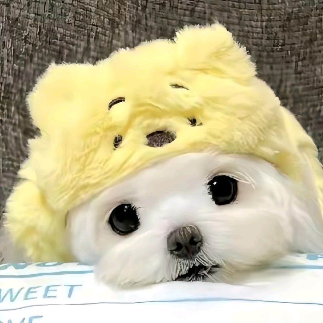 suᴗºฅ