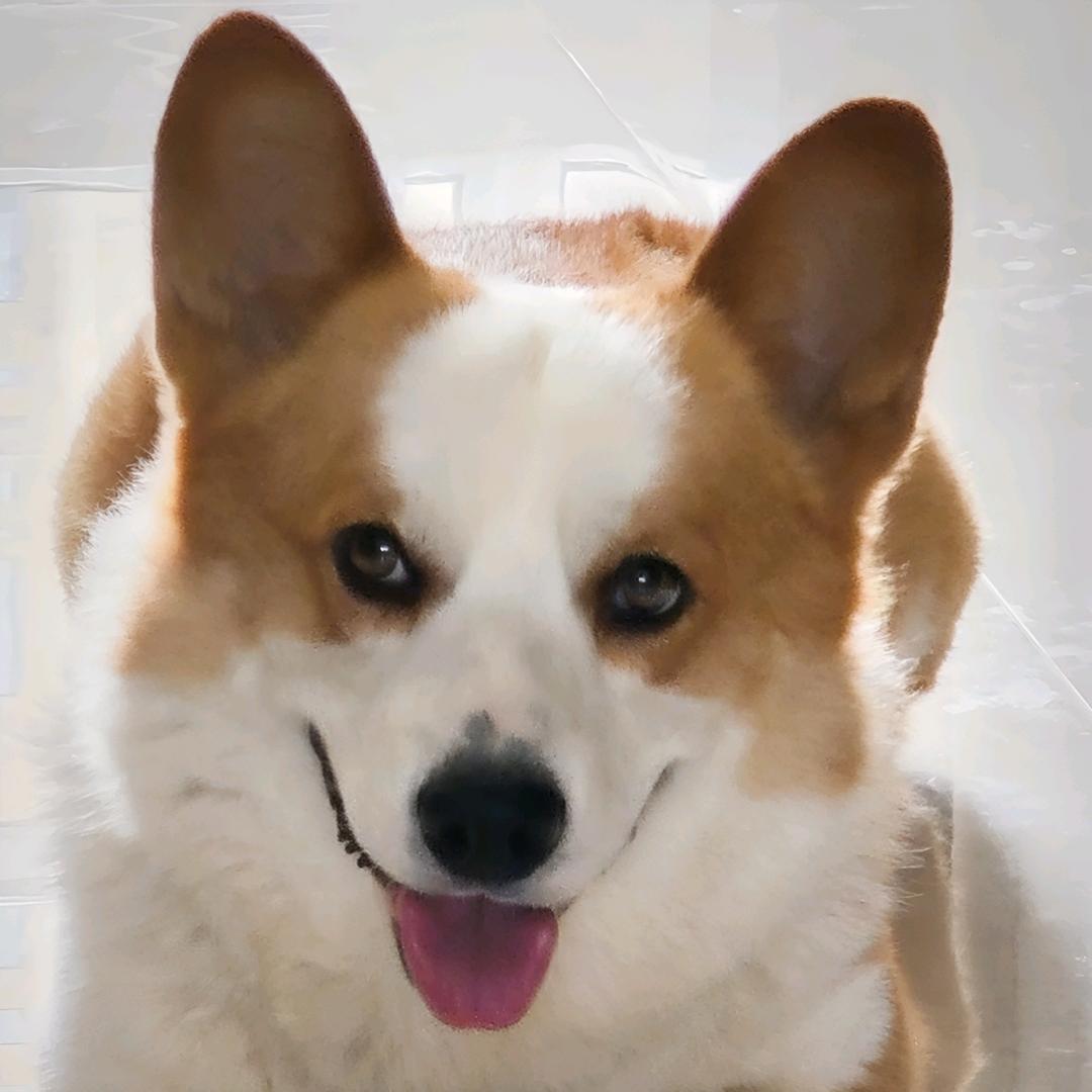 肥壮