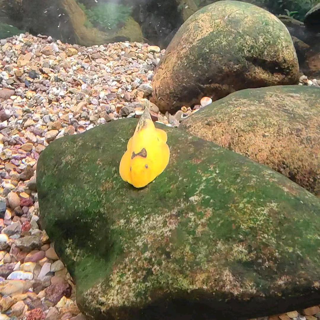 依鸣农副好货店