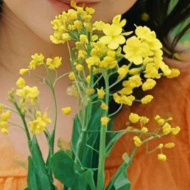 花色豆糕