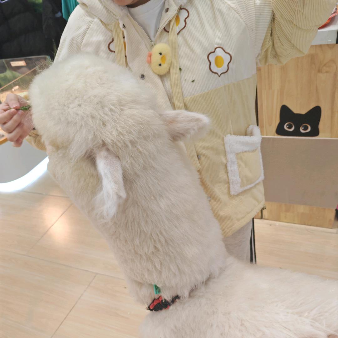芥倪