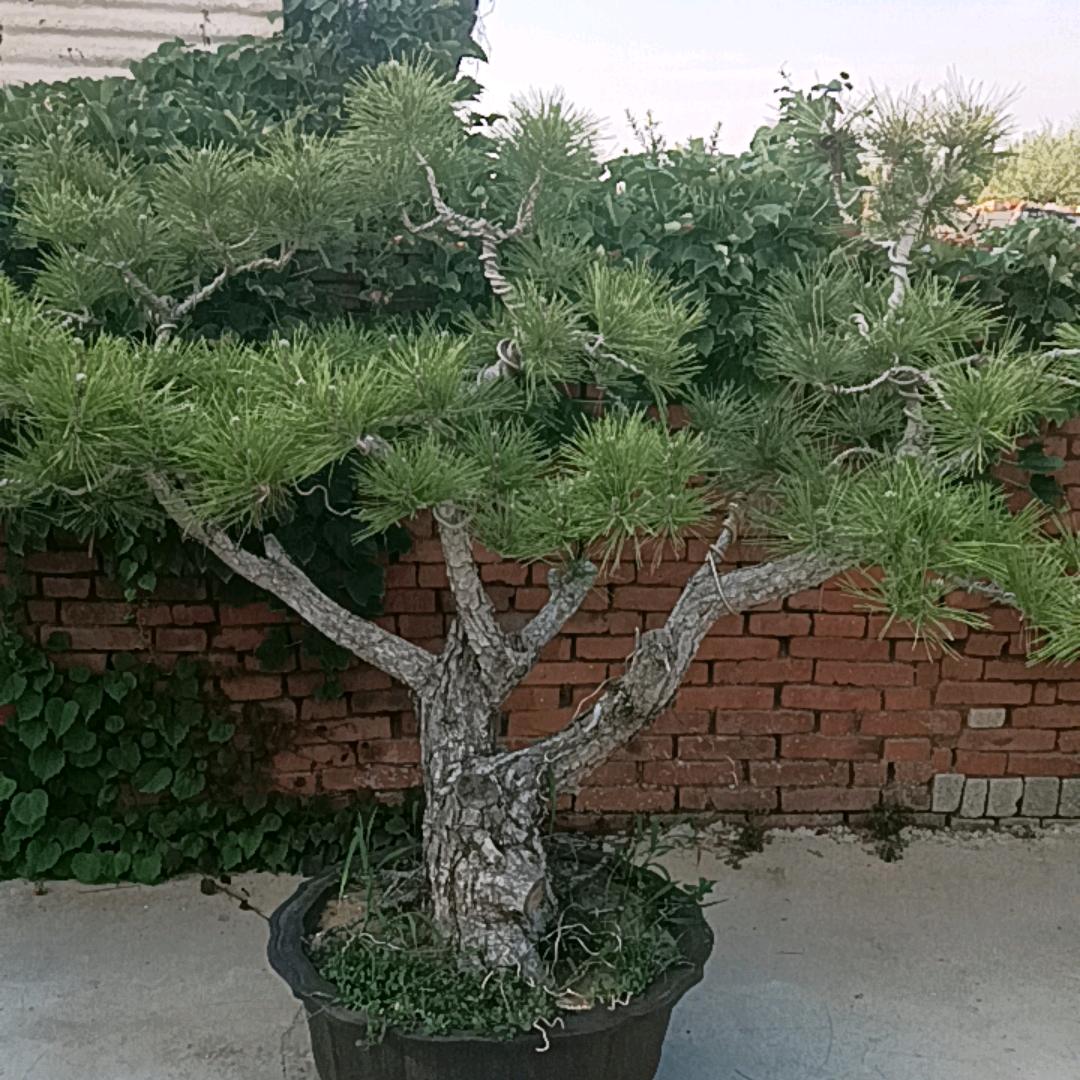 莱州市盆景迎客松