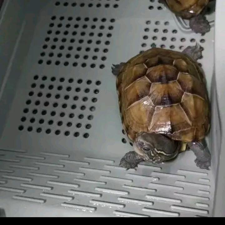 我是傻狗