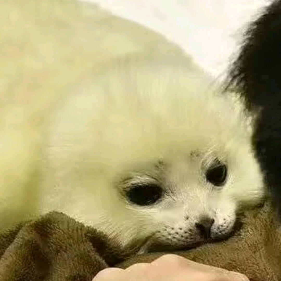 柏酌