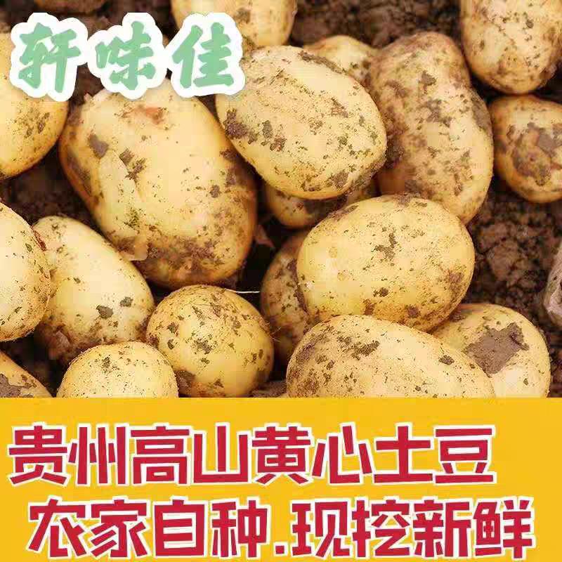 AAA卖土豆赵姐