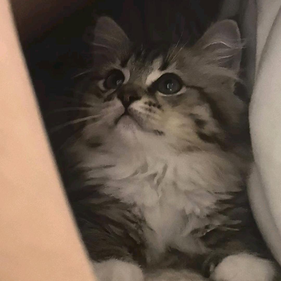 小鹤儿