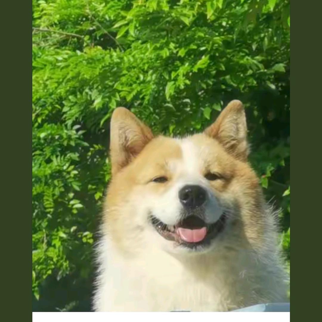 风清云淡