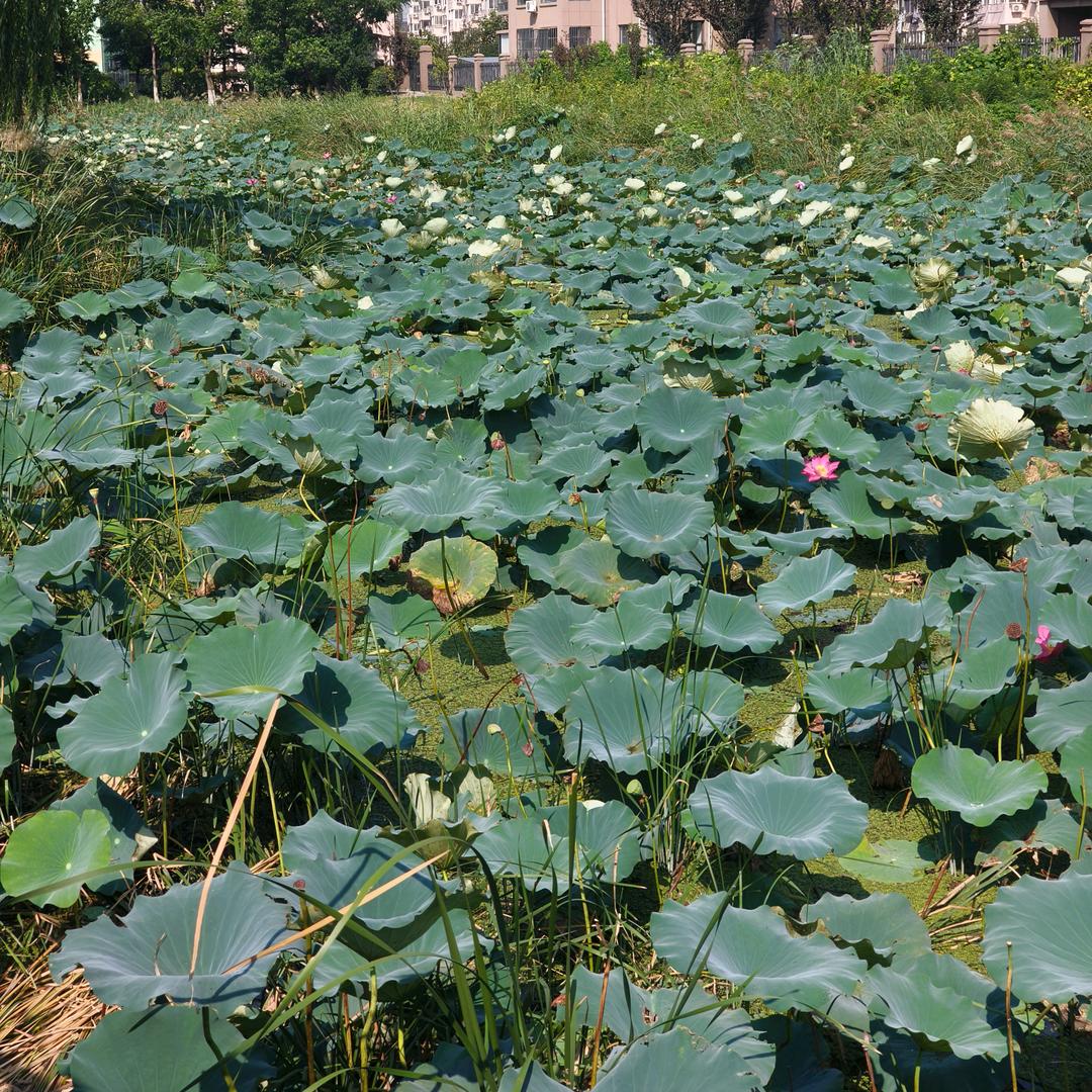 花姐在泗阳