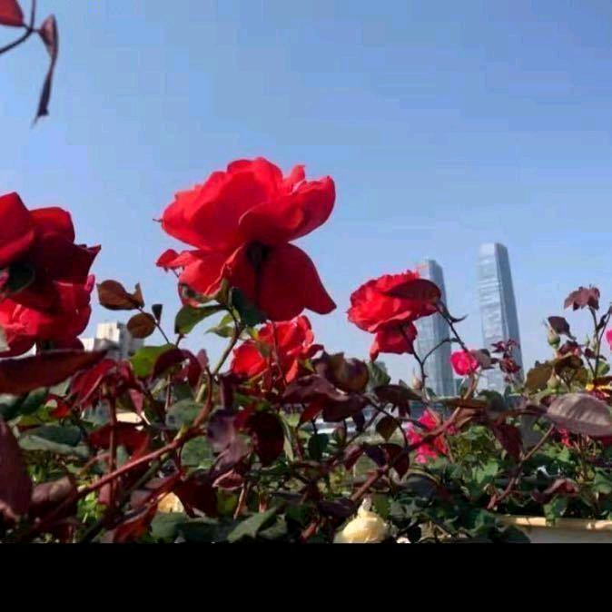 💗᭄平安🌻ᝰᩚ喜乐᭄