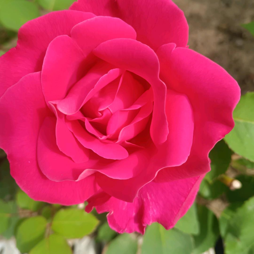 花开富贵。
