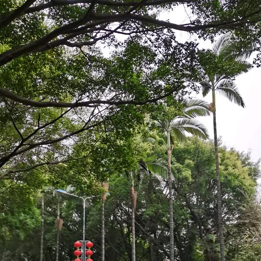 毛豆