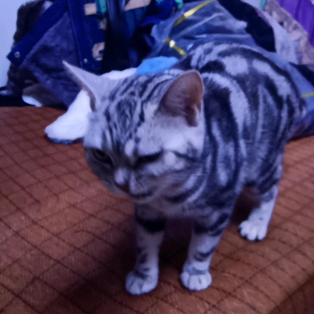 文文