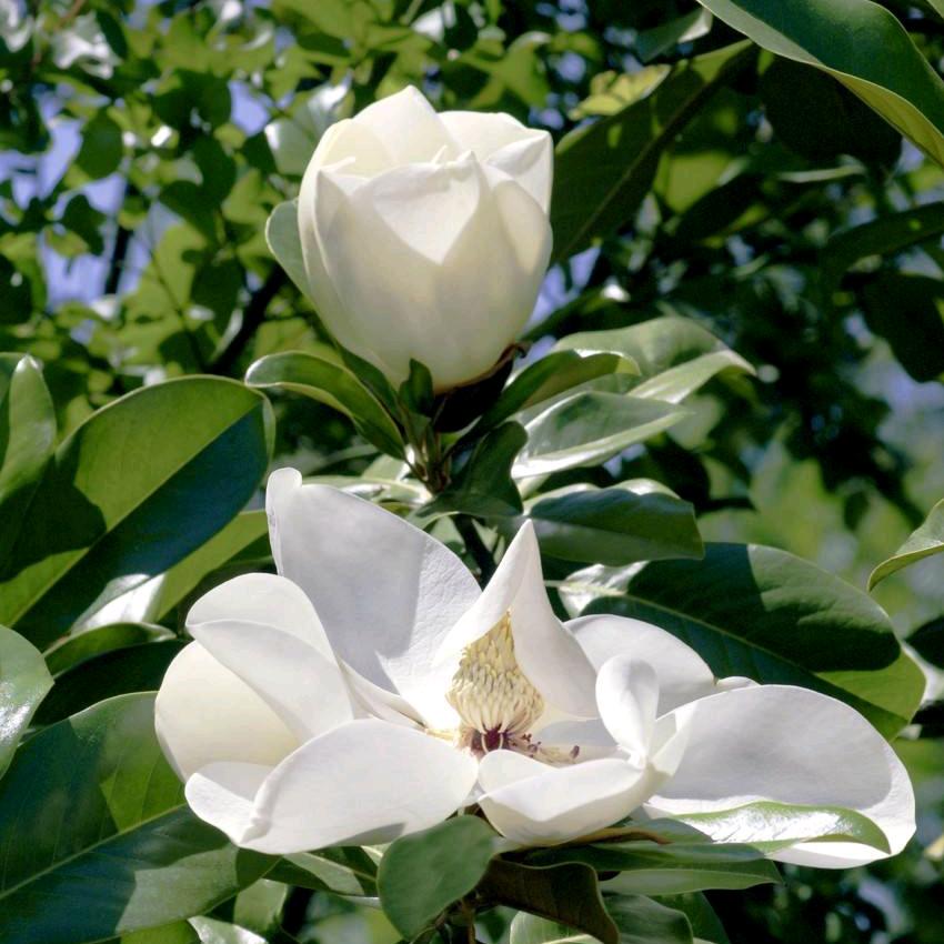 云南苏宁易购世纪城店吴忠梅