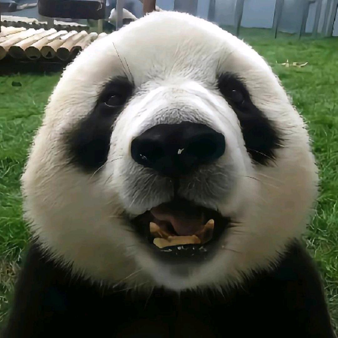 大头健游戏解说