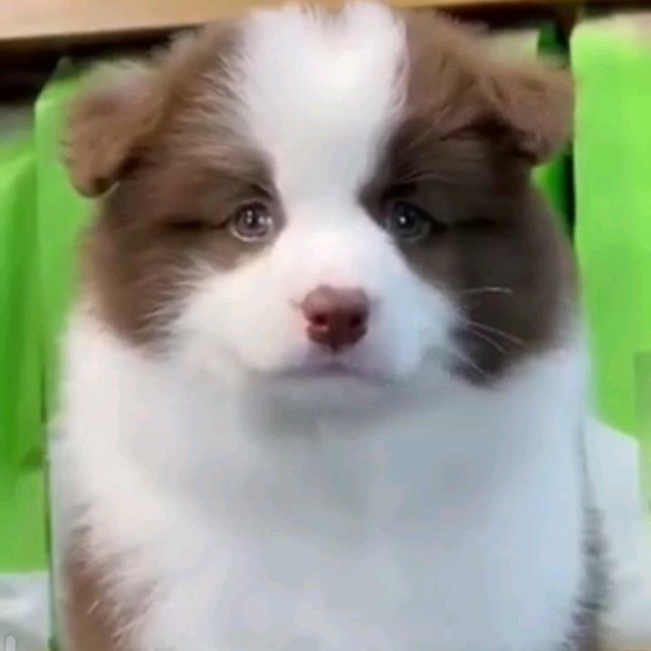 伯乐难遇