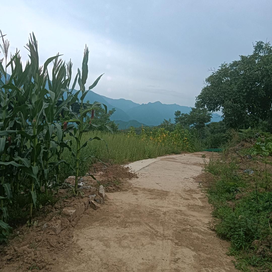 埃非尔铁塔梦