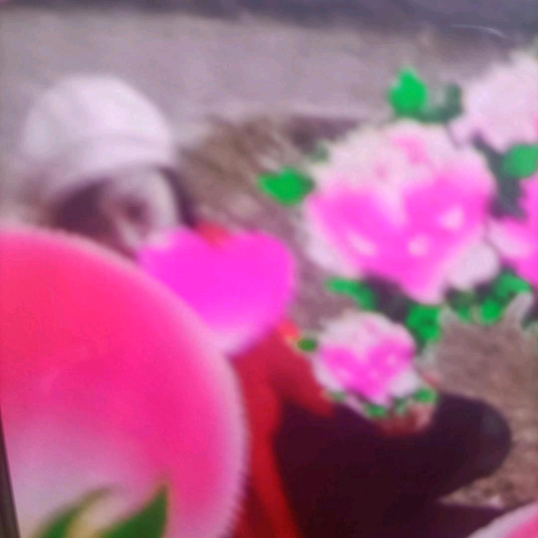 珍珍
