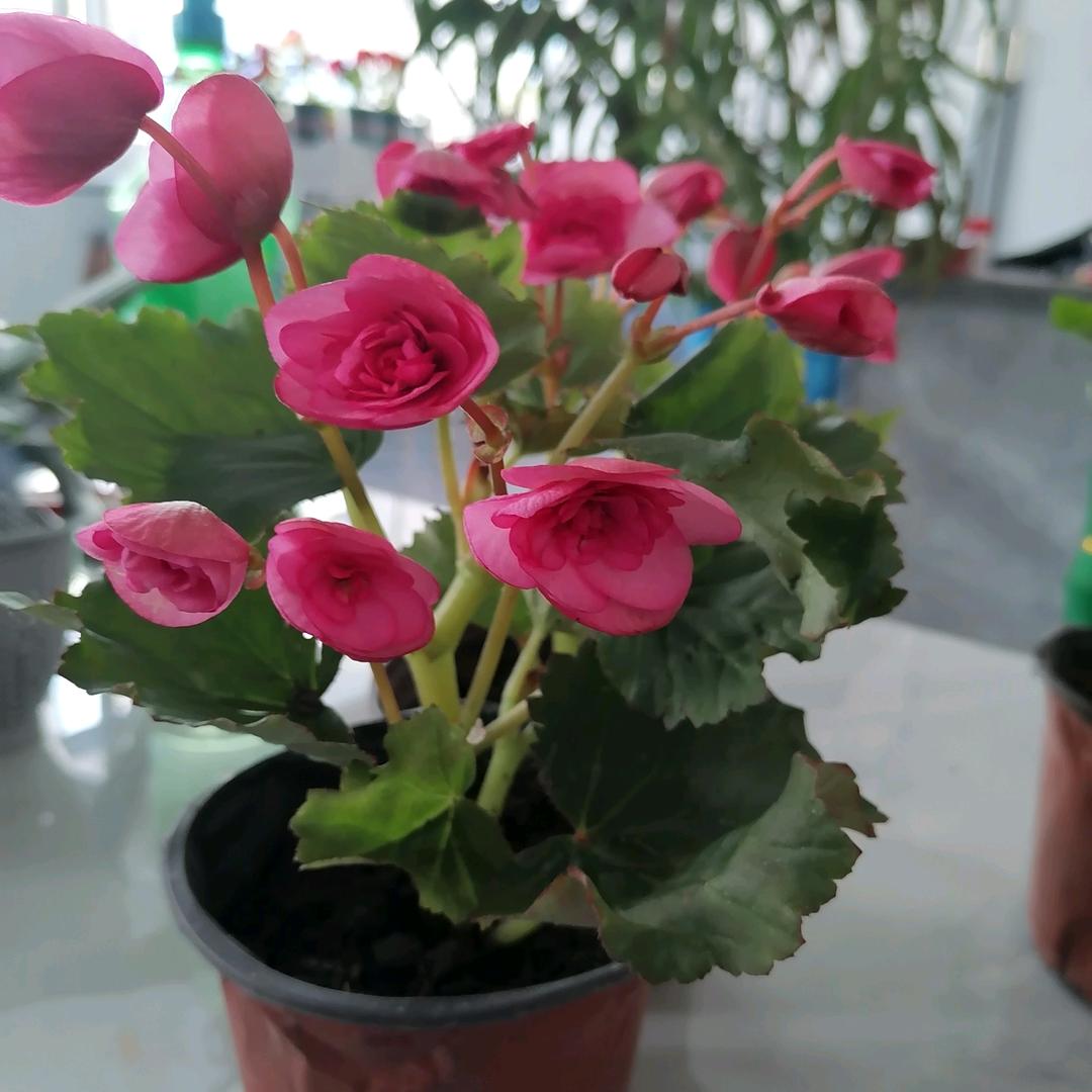 《刘》  留在心态