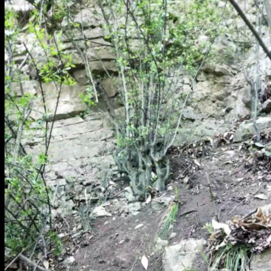 山里的孩子不浪漫