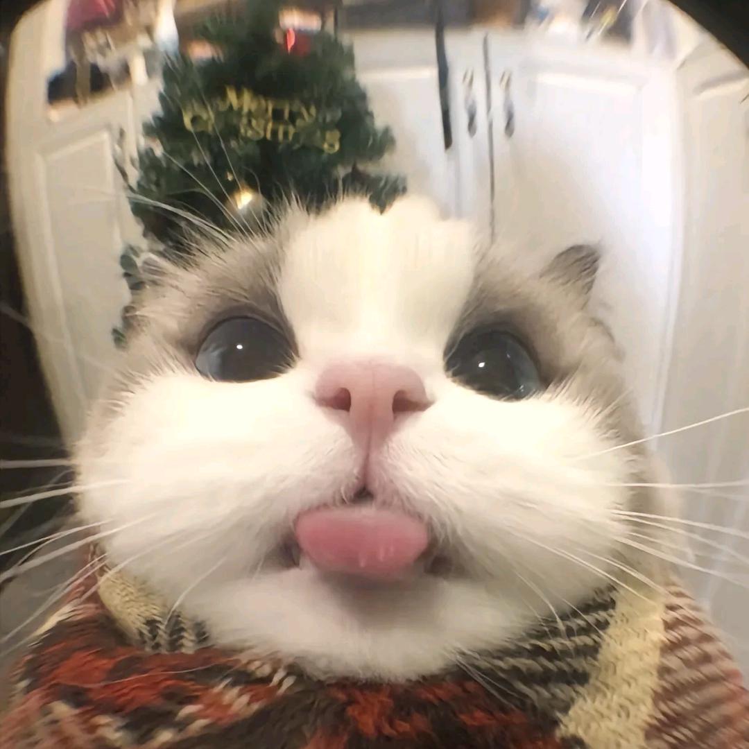 哈基咪大王