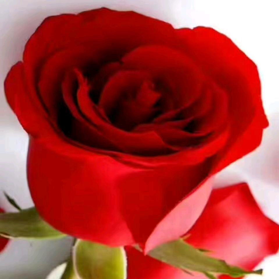 nurjamal1212