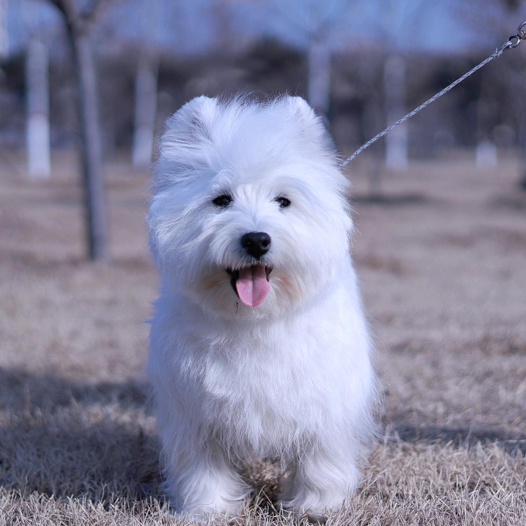 汤圆是只西高地