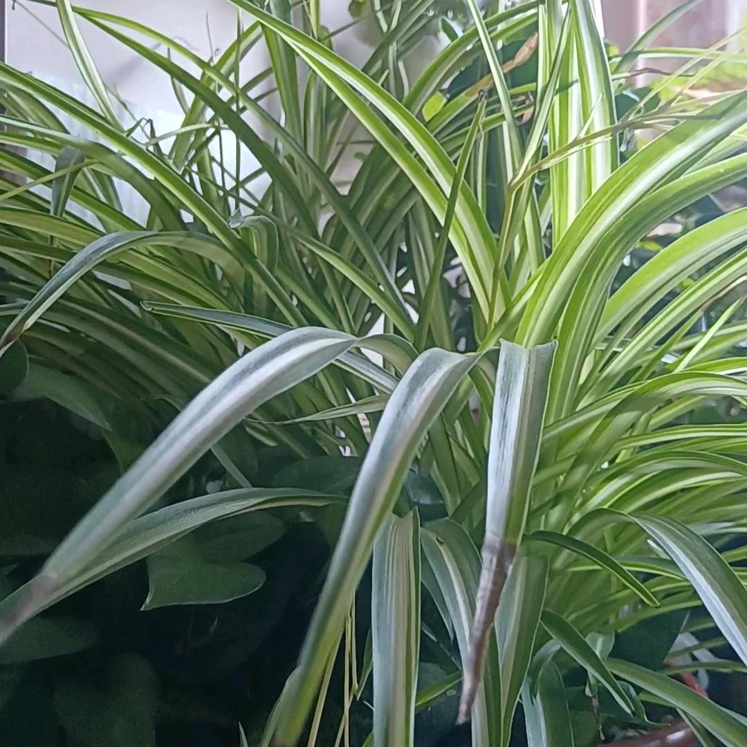 张建全规范交谊舞