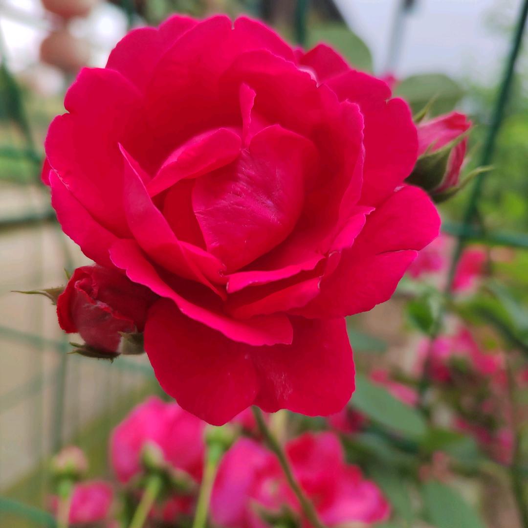 随心❤