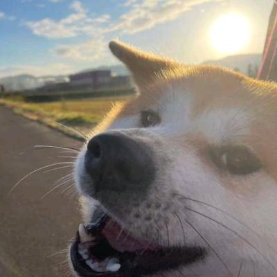 笑猫