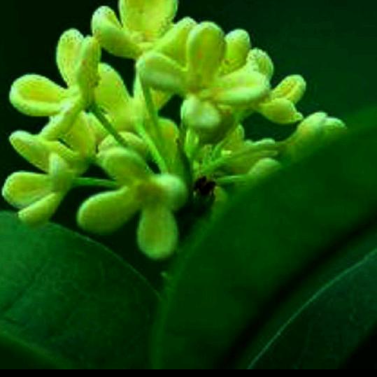 🌱546️⃣92T