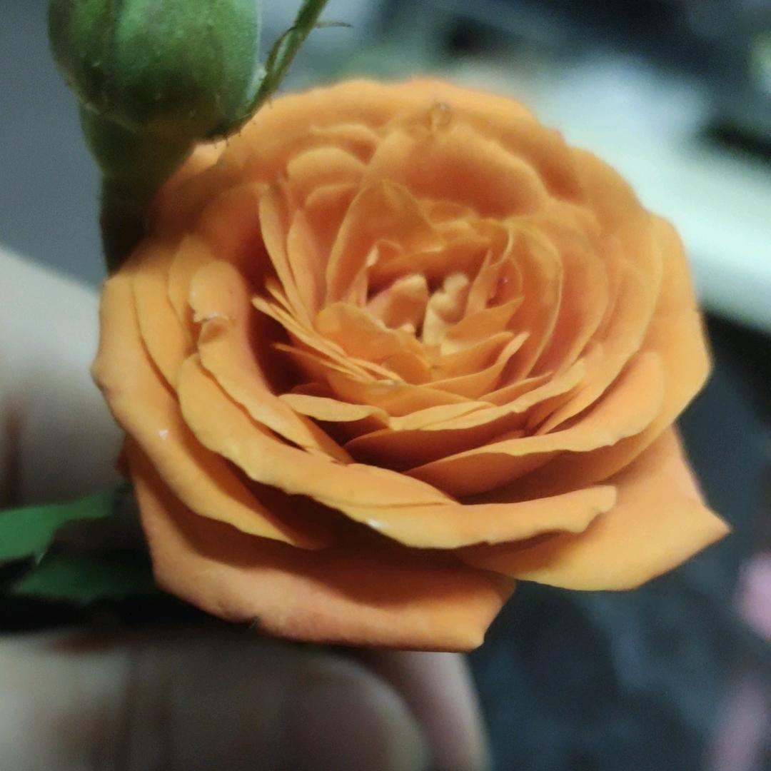 小小希望(经典老歌)