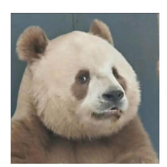 小虎