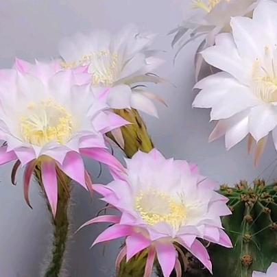 忠于🌈🌈🌈终于🌈🌈🌈